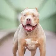 XL Bully Attacks Owners in Their Bedworth Home, Two Seriously Injured