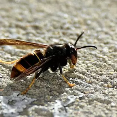 Asian Hornet Population 'Explodes' as UK Households Told to Shut Windows