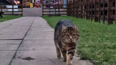 Beloved Station Cat Onslaught Passes Away at Great Central Railway