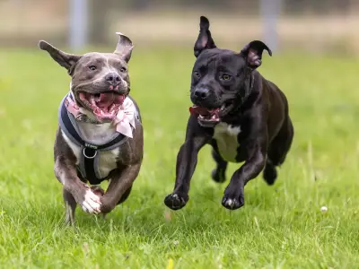 Biggest-ever Staffordshire Bull Terrier dog walk announced for July 18 at Weston Park