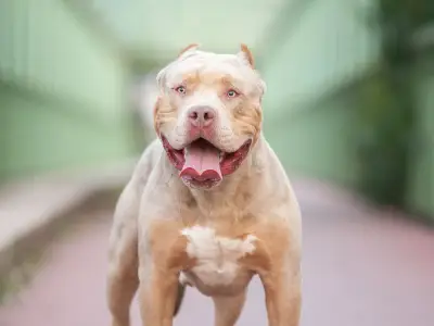 Birmingham Council Officers Still Face Risk from Abandoned XL Bully Dogs