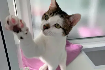 Clingy Kitten Found Abandoned in West Midlands Seeks Forever Home