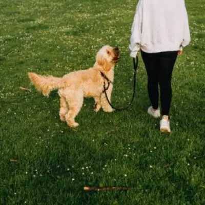 Dog Walking Rule Change September 30: UK Owners Spared £1,000 Fine