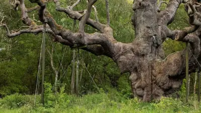 Major Oak, Sherwood Forest's Legendary Robin Hood Tree, Dies at 1,200