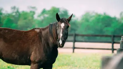 Remus Horse Sanctuary July Open Day Offers Fun for All Animal Lovers