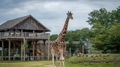Rothschild Giraffe Setanta Travels 75 Miles in World's Only Purpose-Built Transporter