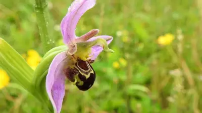 Sefton Coast Orchids: A Colorful Dune Display from Crosby to Birkdale