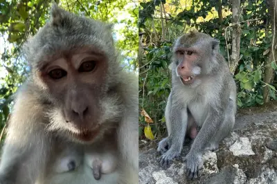 Shropshire Man Warns of Monkey Selfie Scam After Phone Theft