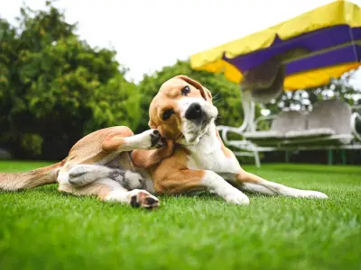 Summer Flea Boom Expected: Free Treatment Offer for Pet Owners
