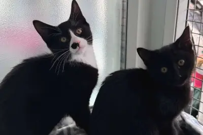 West Midlands RSPCA Warns: Don't Judge a Kitten by Its Colour as Overlooked Cats Await Homes
