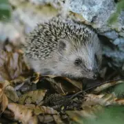 18 UK Wildlife Species Shortlisted for Future Banknotes – Public Vote Open
