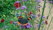 9 Summer Plants to Attract Pollinators and Boost Garden Biodiversity