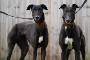 Adorable Dogs at Dogs Trust Kenilworth Looking for Loving Homes