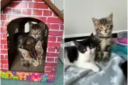 Adorable Kittens Named After Puzzle Games Search for New Homes in West Midlands