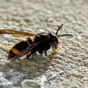Asian Hornet Population 'Explodes' as UK Households Told to Shut Windows