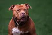 Birmingham Council Officers Still at Risk from Abandoned XL Bullies Despite Ban