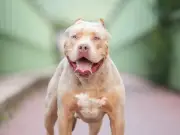 Birmingham Council Officers Still Face Risk from Abandoned XL Bully Dogs