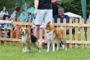 Birmingham Dogs Home Hosts Family Fun Day Event