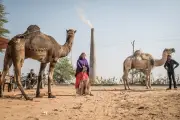 Can You Spot the Working Animals Hidden in This Scene?