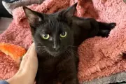 Cat with Broken Pelvis Found on West Midlands Road Seeks New Home