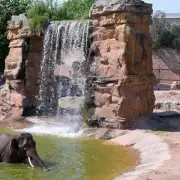 Chester Zoo Offers £10 Afternoon Tickets for Families This Summer