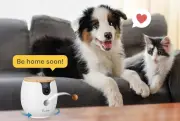 Dog Owners Invest in Smart Cameras for Summer Holidays