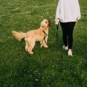 Dog Walking Rule Change September 30: UK Owners Spared £1,000 Fine