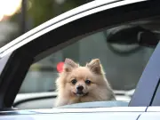 Drivers warned: 7 heatwave mistakes to avoid as UK temperatures hit 38C