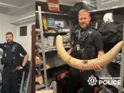 Elephant skull and rhino foot seized in Warwickshire antique shop raids