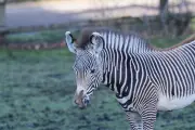 Endangered Animal Leaves West Midlands Safari Park for Breeding Programme