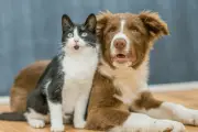 Essential Summer Holiday Tips for Pet Owners Using Furbo