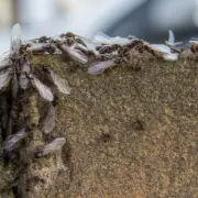 Flying Ant Day 2026 Date Announced: Earlier and More Intense Expected
