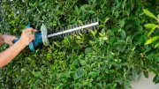 Gardening Expert Warns Against Midsummer Hedge Trimming Due to Nesting Birds