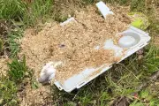 Guinea pigs dumped on Shropshire layby in shocking discovery