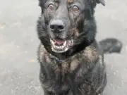 Heartbreaking Stories of 8 Dogs at Birmingham Dogs Home Needing Families