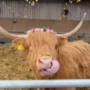 Highland Cow Grooming and Baby Calf Meet at Farm Two Hours from Birmingham