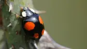 How to Attract Ladybirds to Your Garden for Natural Pest Control