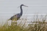 Hundreds of Birdwatchers Flock to See Rare African Heron in Birmingham