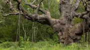 Major Oak, Sherwood Forest's Legendary Robin Hood Tree, Dies at 1,200