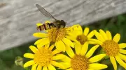 Marmalade Hoverflies: The Stingless Garden Spies Watching Your Every Move