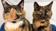 Mum and Daughter Cats Seek Forever Home After Owner's Death