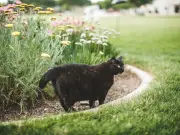 Mum installs cat spikes as neighbour's cats ruin garden for five years