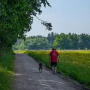 New Dog Walking Rule: UK Households Face £500 Fines from June 29