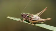 New project aims to save rare bog bush cricket by breeding them in homes