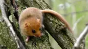Over 40 Rare Hazel Dormice Reintroduced to Leicestershire Woodland