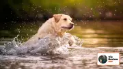 Overcome Your Dog's Fear of Swimming with These Expert Tips