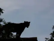 Police Address 'Big Cat of Binley' Sightings as Residents Dubbed Beast 'Catfoot'