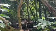 Rambler Claims Big Cat Killed Deer Found Near Solihull Woodland