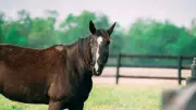 Remus Horse Sanctuary July Open Day Offers Fun for All Animal Lovers