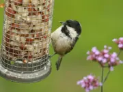 RSPB Advises UK Households to Remove Bird Feeders Until October